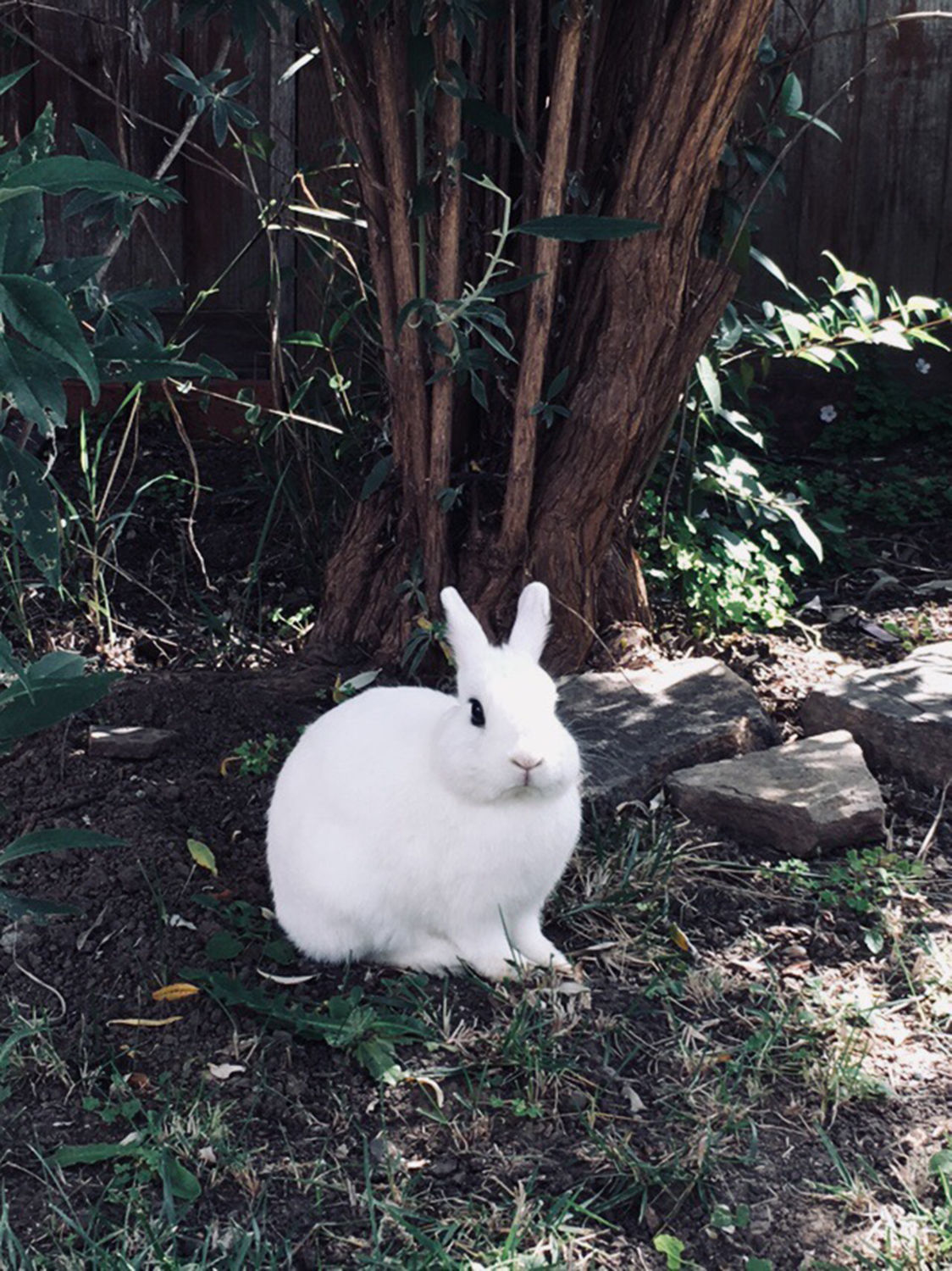 Pic of the Litter: Chowder Camarillo